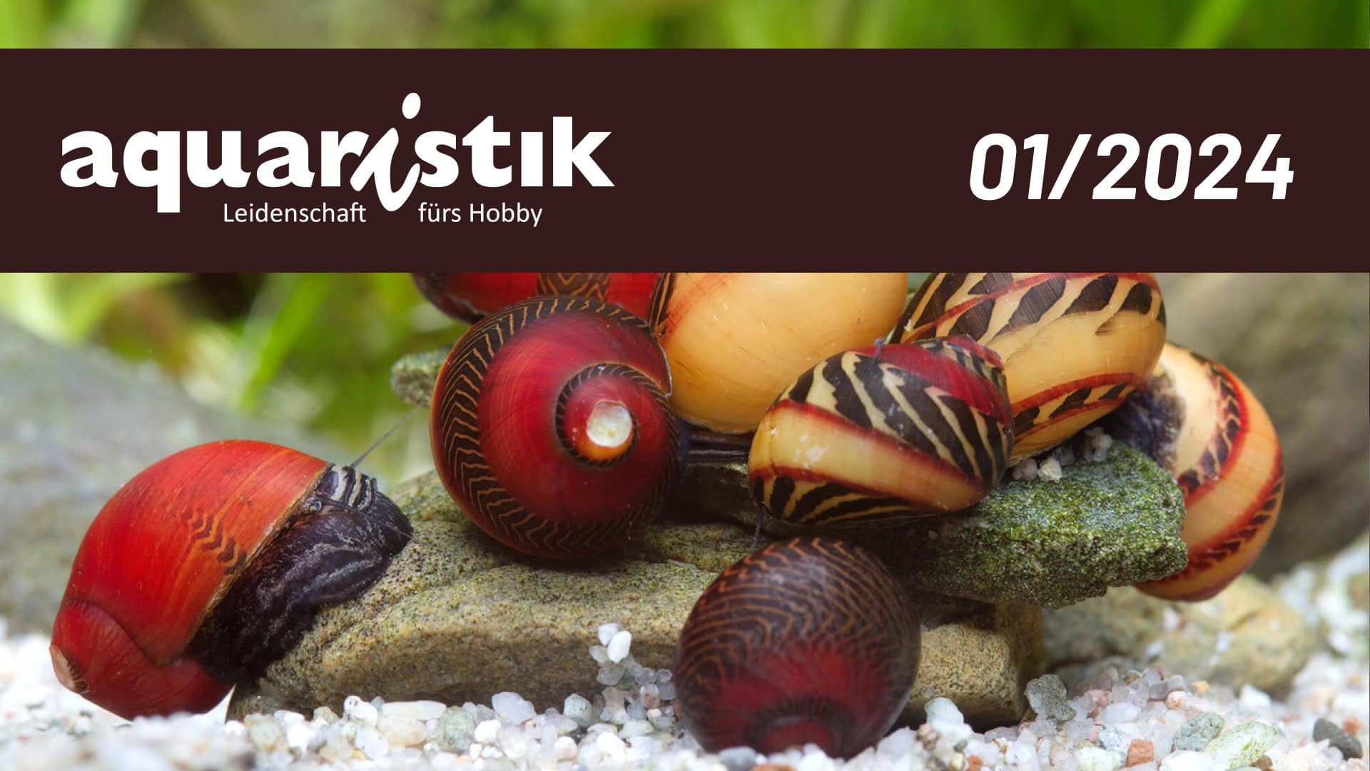 Rennschnecken - hübsche Aufwuchsfresser fürs Aquarium