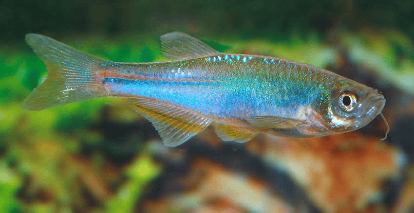 Danio albolineatus 1 Danio albolineatus