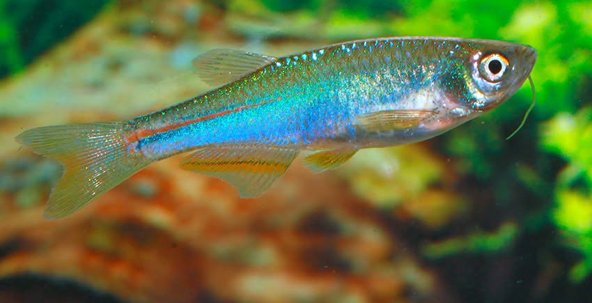 Danio albolineatus 2 Danio albolineatus