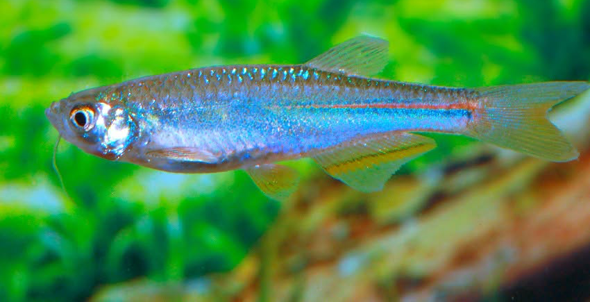 Danio albolineatus 3 Danio albolineatus