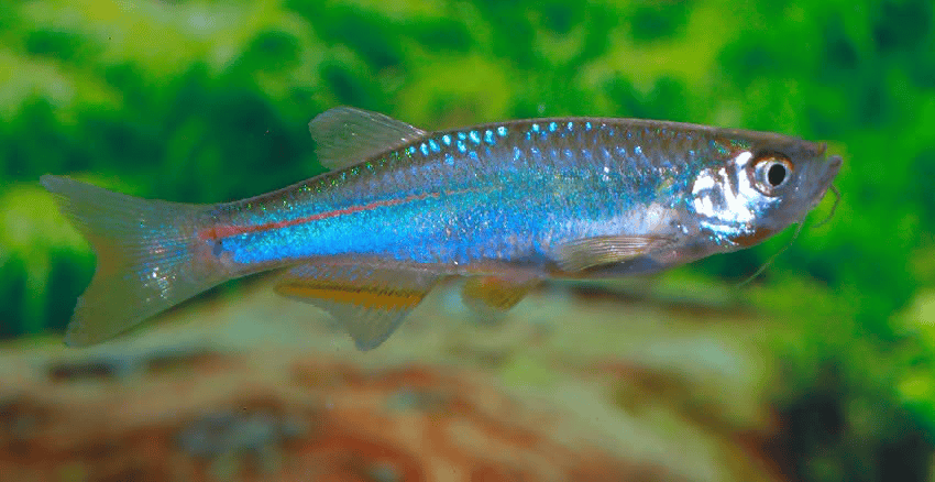 Danio albolineatus 4 Danio albolineatus