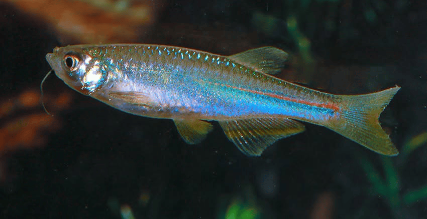 Danio albolineatus 5 Danio albolineatus