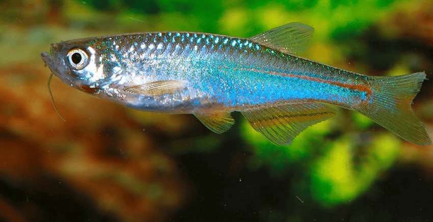 Danio albolineatus 6 Danio albolineatus