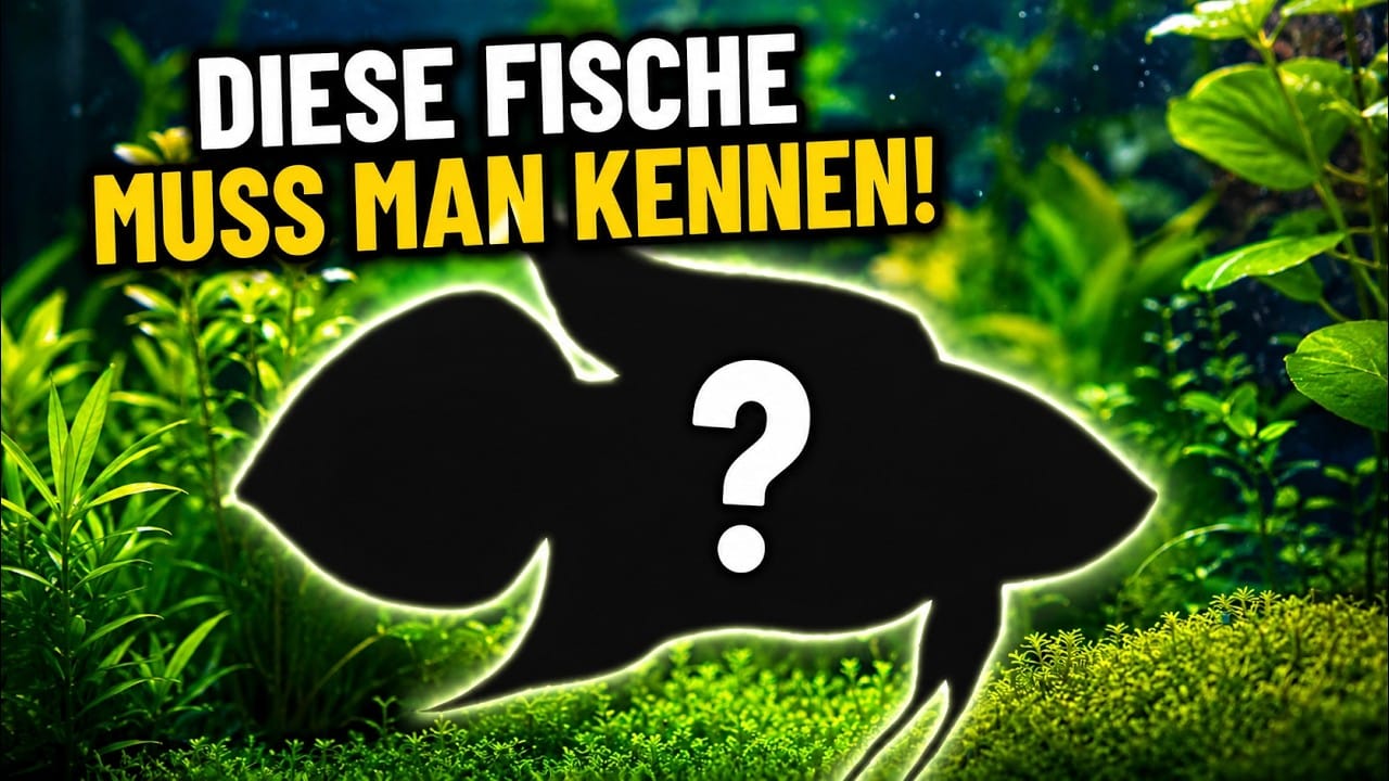 Diese FISCHE muss man kennen!