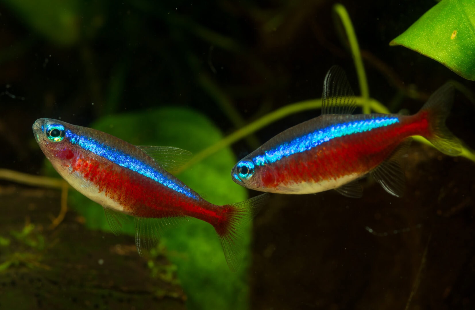 Zwei Neonsalmler mit leuchtend blauem Längsstreifen und rotem Körper schwimmen in einem bepflanzten Aquarium
