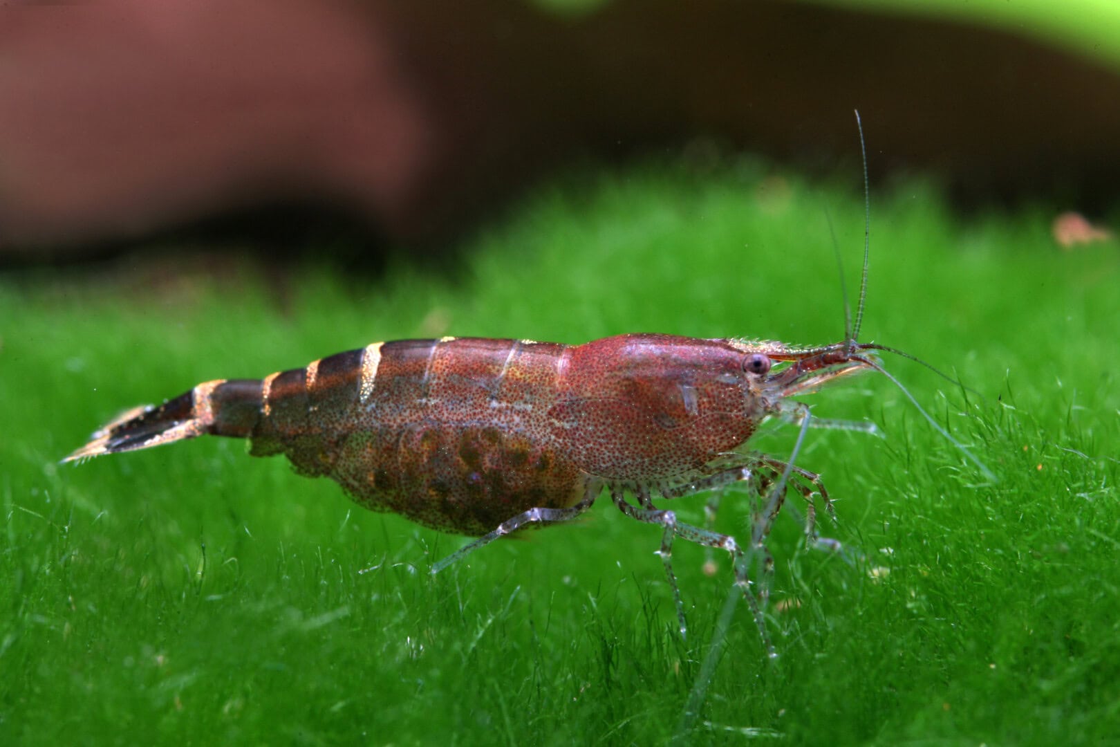 Fortpflanzungstypen bei Garnelen C.malaya Typisch für den teilweise spezialisierten Typus sind die kleineren Eier bei dieser Malaya-Garnele (Caridina cf. babaulti „Malaya). Foto: Chris Lukhaup