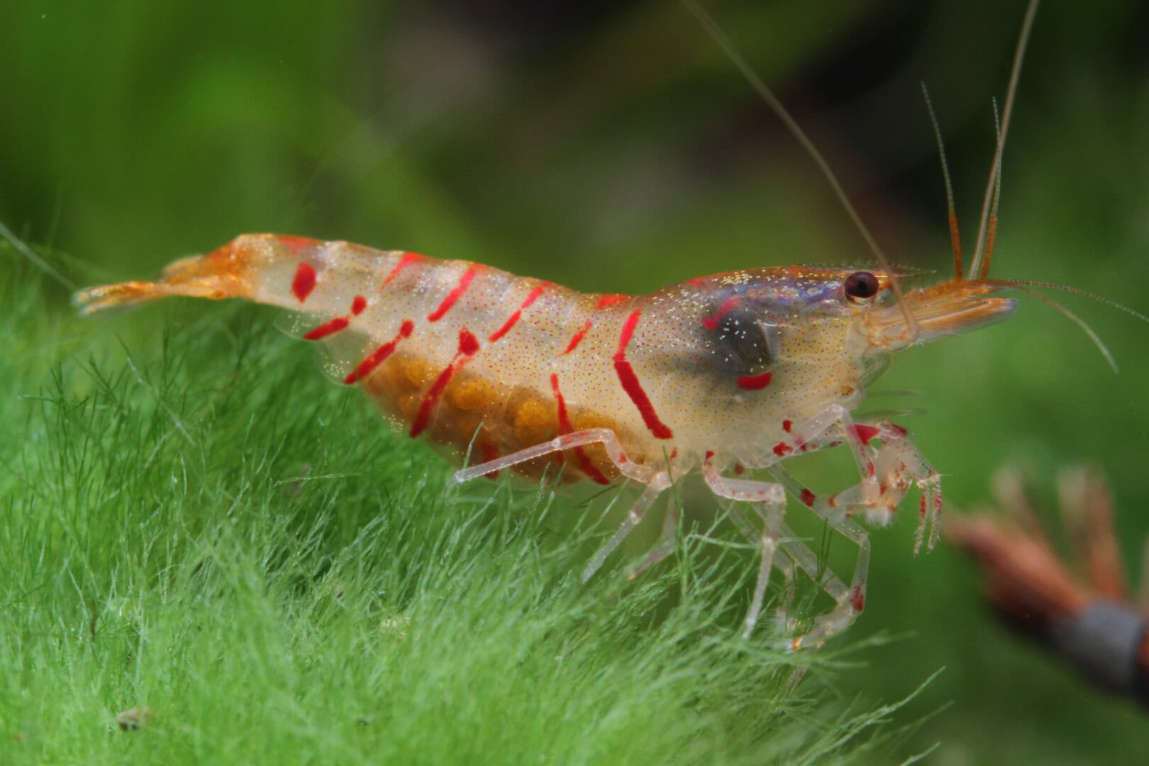 Fortpflanzungstypen bei Garnelen Rote Tiger mit Eiern Bei eher durchsichtigen Garnelen sieht man die Eier an den Schwimmbeinen der Weibchen am besten. Foto: Chris Lukhaup