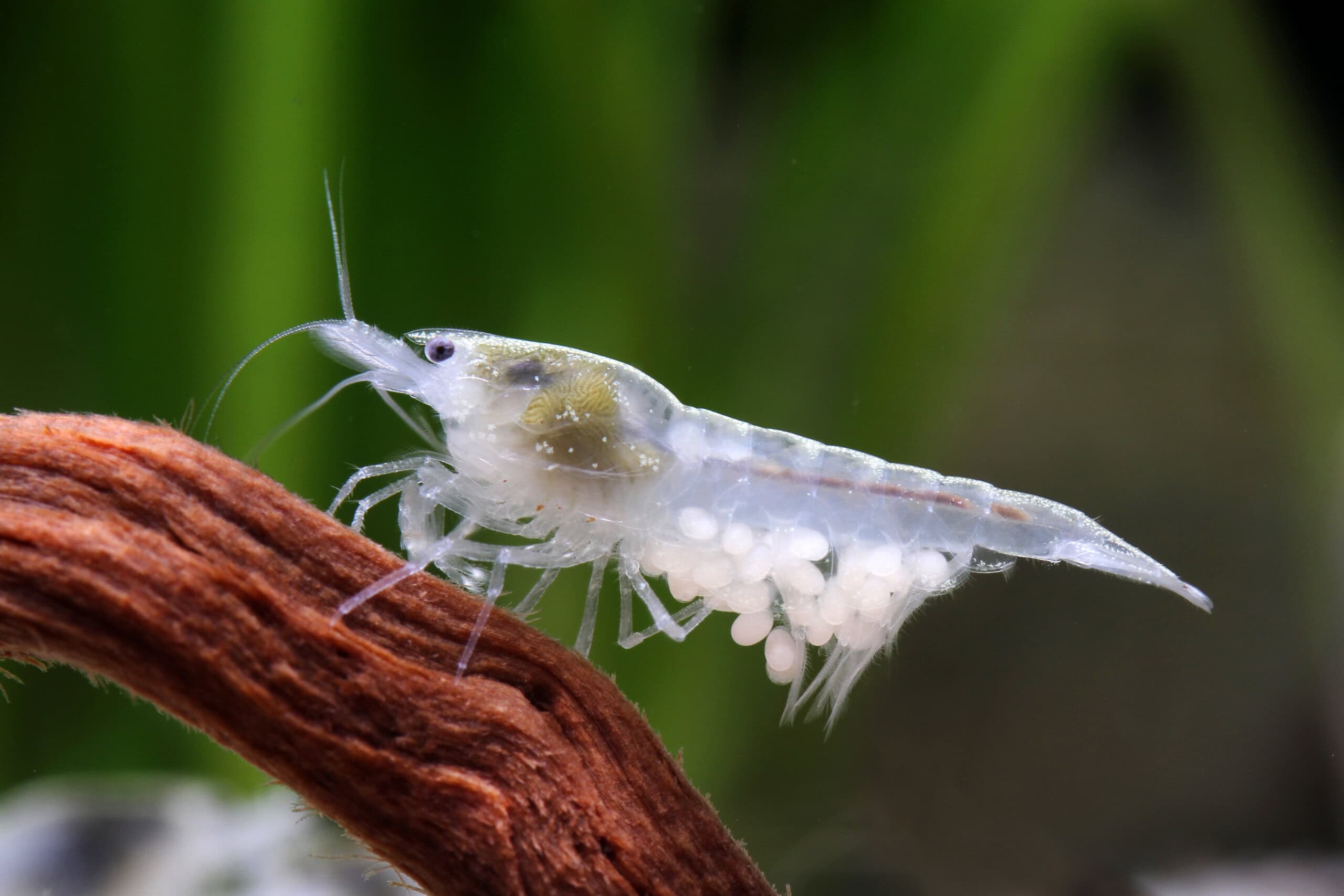 Die Eier werden von den Weibchen hingebungsvoll mit Frischwasser befächelt, sortiert und geputzt. Foto: Chris Lukhaup