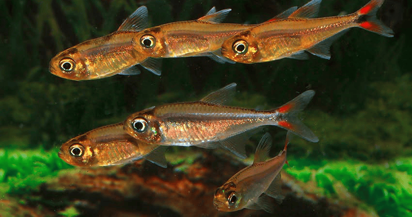Hasemania sp. Yurimaguas sp. Orange 1 Hasemania sp. Yurimaguas ( = sp. Orange)
