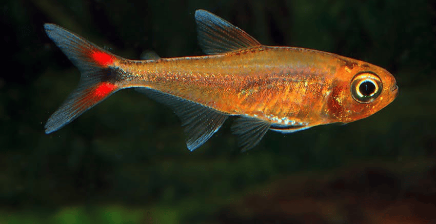 Hasemania sp. Yurimaguas sp. Orange 2 Hasemania sp. Yurimaguas ( = sp. Orange)