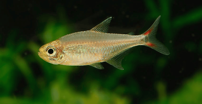 Hasemania sp. Yurimaguas sp. Orange 3 Hasemania sp. Yurimaguas ( = sp. Orange)