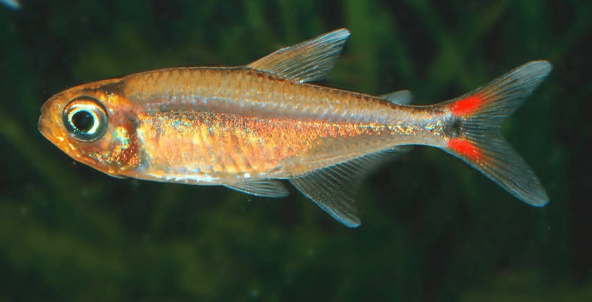 Hasemania sp. Yurimaguas sp. Orange 4 Hasemania sp. Yurimaguas ( = sp. Orange)