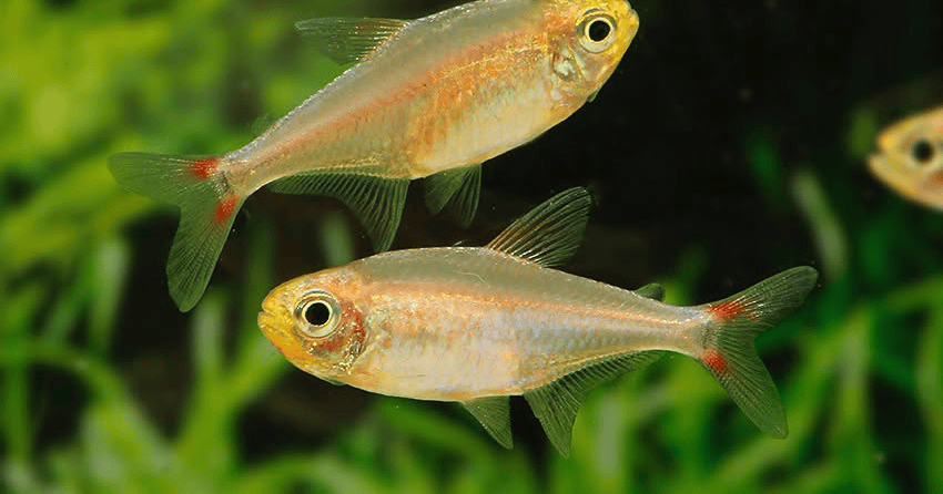 Hasemania sp. Yurimaguas sp. Orange 5 Hasemania sp. Yurimaguas ( = sp. Orange)
