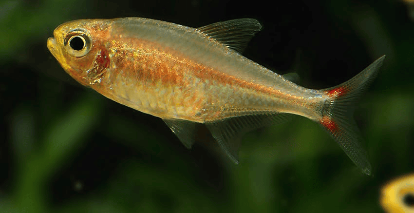 Hasemania sp. Yurimaguas sp. Orange 6 Hasemania sp. Yurimaguas ( = sp. Orange)