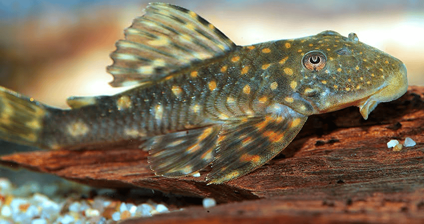 Hemiancistrus meizospilos 1 Hemiancistrus meizospilos