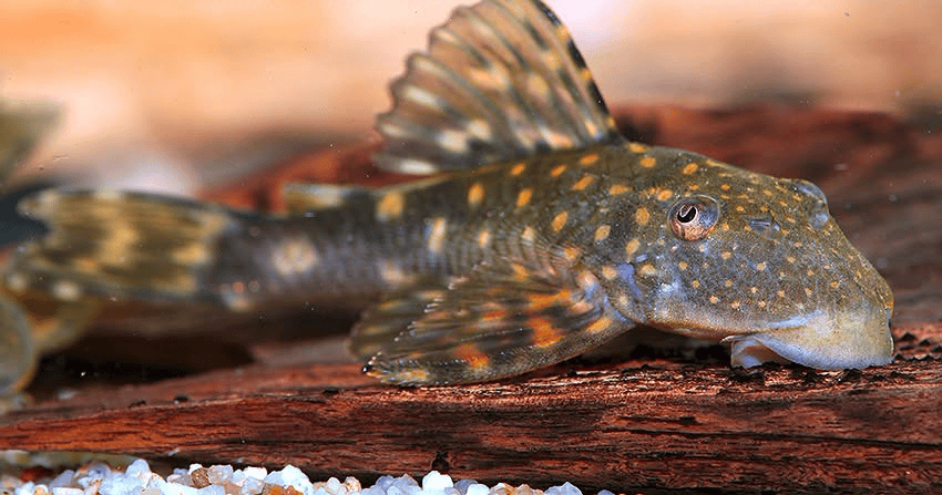 Hemiancistrus meizospilos 2 Hemiancistrus meizospilos