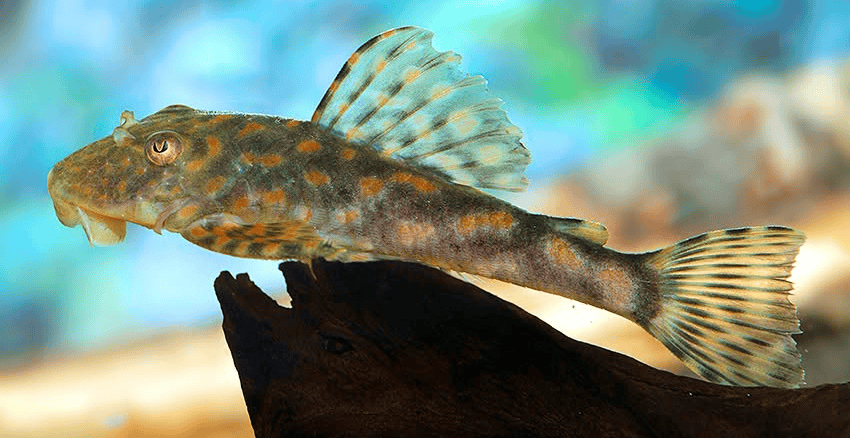 Hemiancistrus meizospilos 4 Hemiancistrus meizospilos