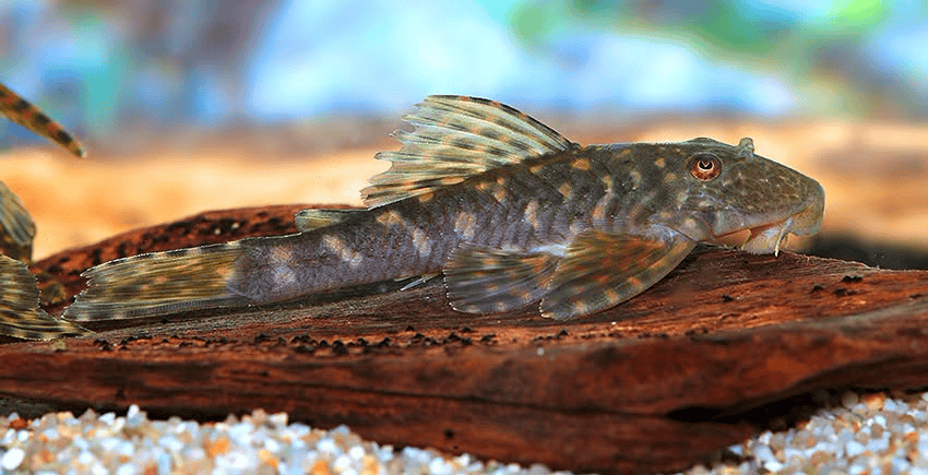 Hemiancistrus meizospilos 5 Hemiancistrus meizospilos