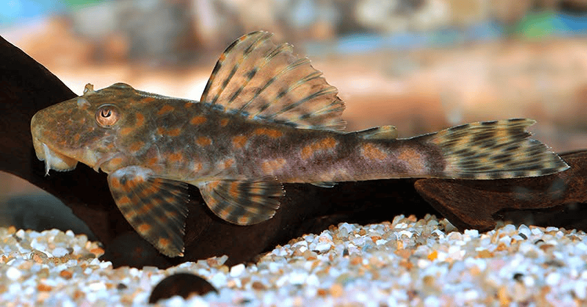Hemiancistrus meizospilos 6 Hemiancistrus meizospilos