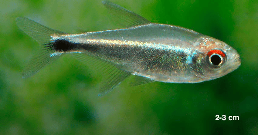 Hemigrammus sp. aff. hyanuary 2 Hemigrammus sp. aff. hyanuary