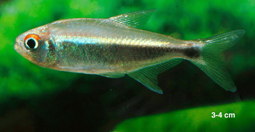 Hemigrammus sp. aff. hyanuary 5 Hemigrammus sp. aff. hyanuary