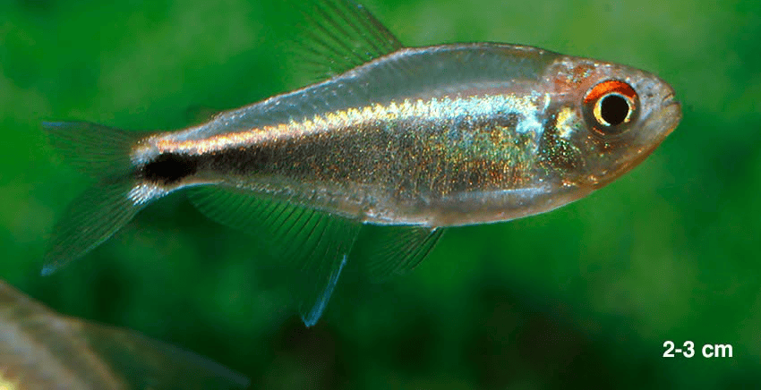 Hemigrammus sp. aff. hyanuary 6 Hemigrammus sp. aff. hyanuary