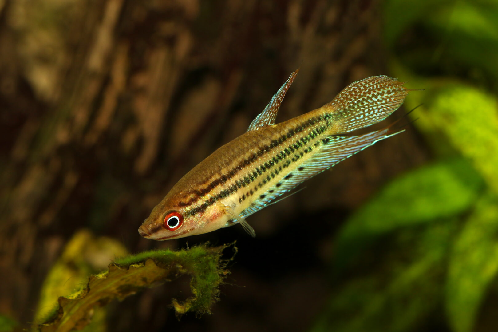 Knurrender Gurami (Trichopsis vittata) schwimmt vor dunklem Wurzelholz in einem bepflanzten Aquarium