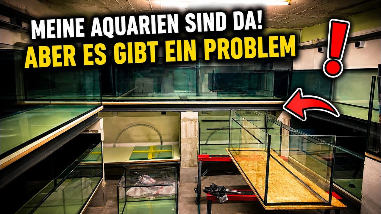 Tobis Aquaristikexzesse Video Tipp: Fischkeller 2.0 – Wenn beim Aquarienbau Maße vertauscht werden