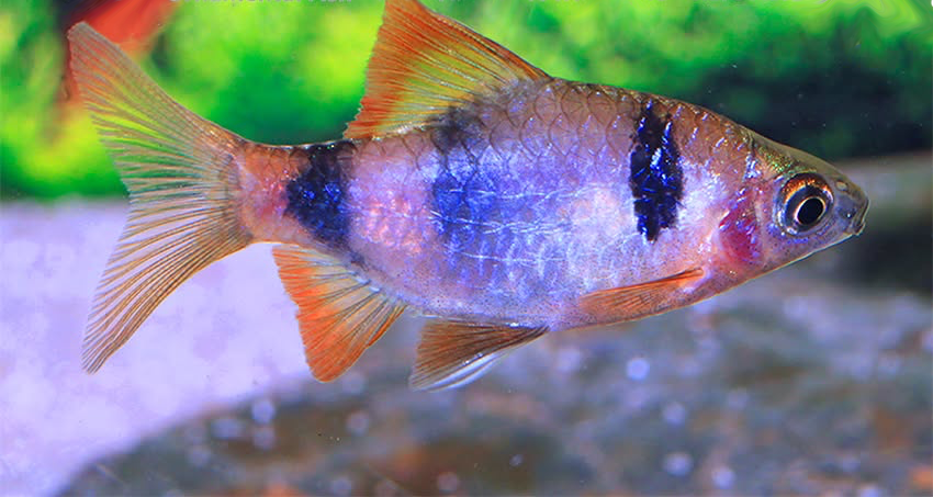 Pethia setnai 1 Pethia setnai