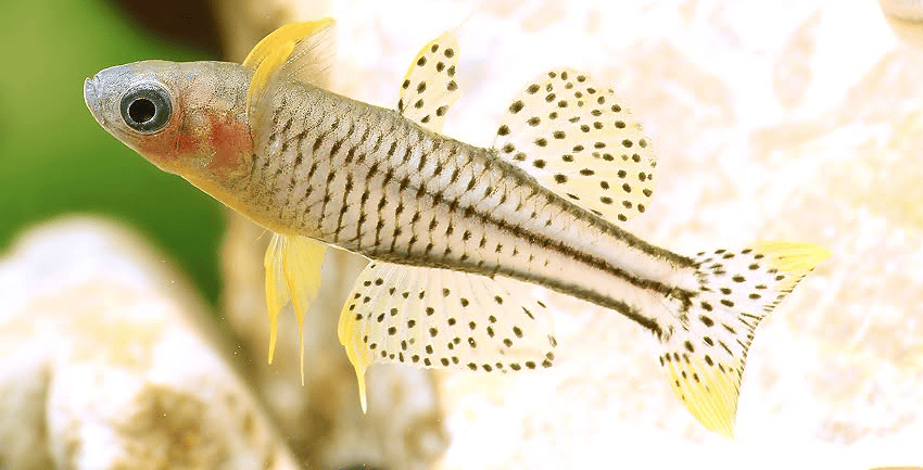Pseudomugil gertrudae Aru II xl 5