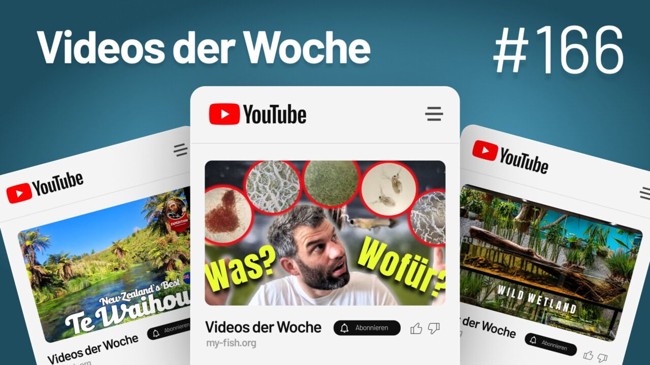 Videos der Woche Vol. 166