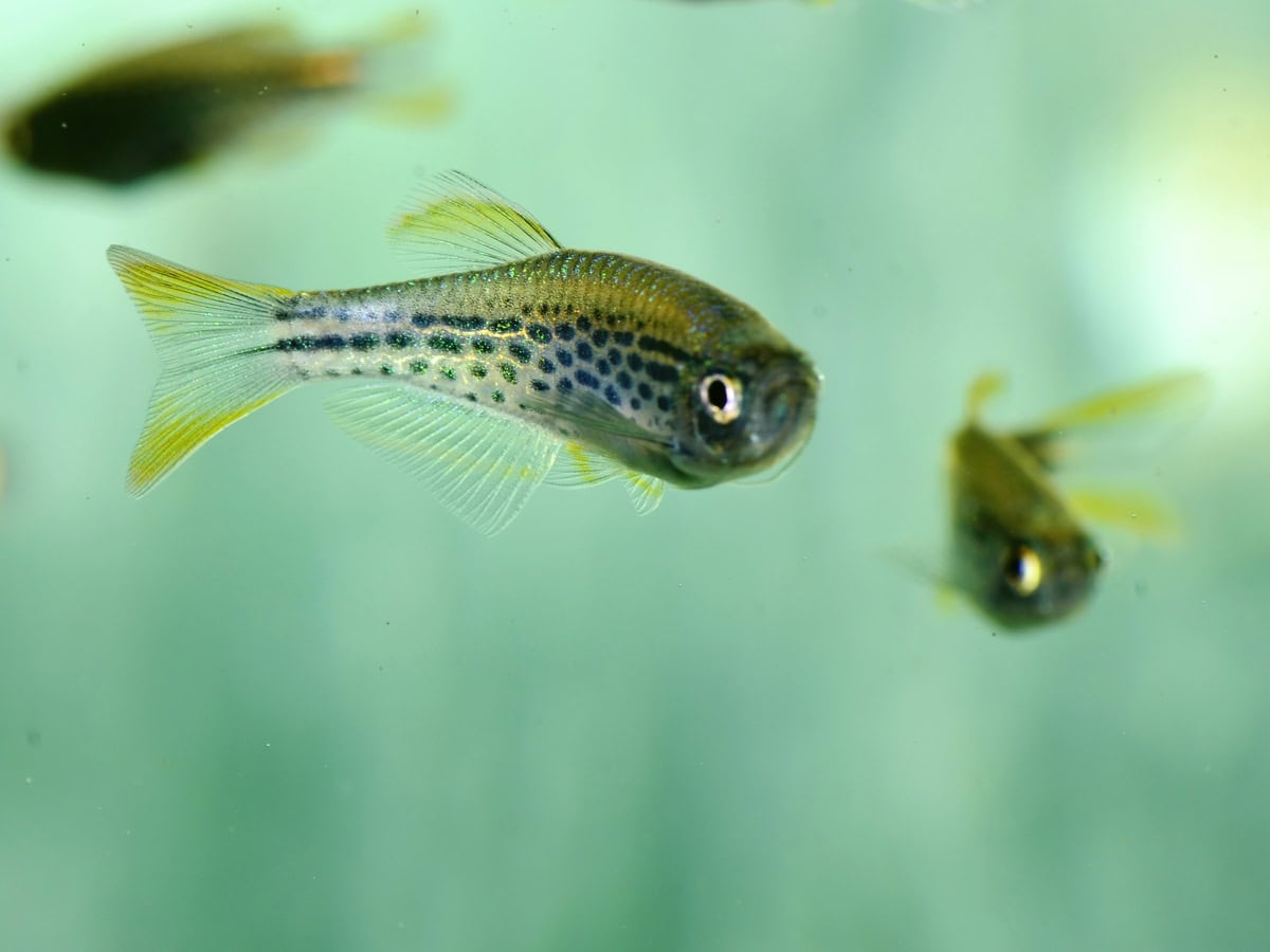 ZB085 1 Danio kyathit ("Fire Ring") - Punkt. Rotflossenbärbling, WF