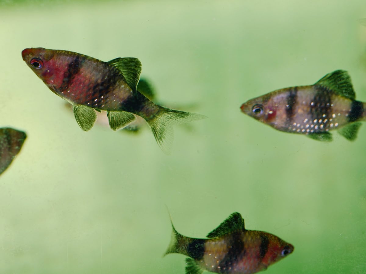 ZB302 1 Pethia nigrofasciata – Purpurkopfbarbe (EUNZ)