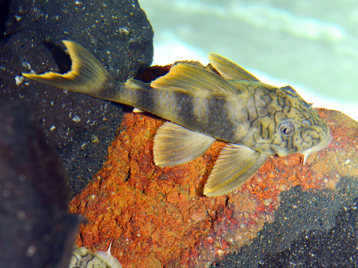 ZEL121 1 Peckoltia braueri – L121 Wurmlinien-Peckoltia (WF)