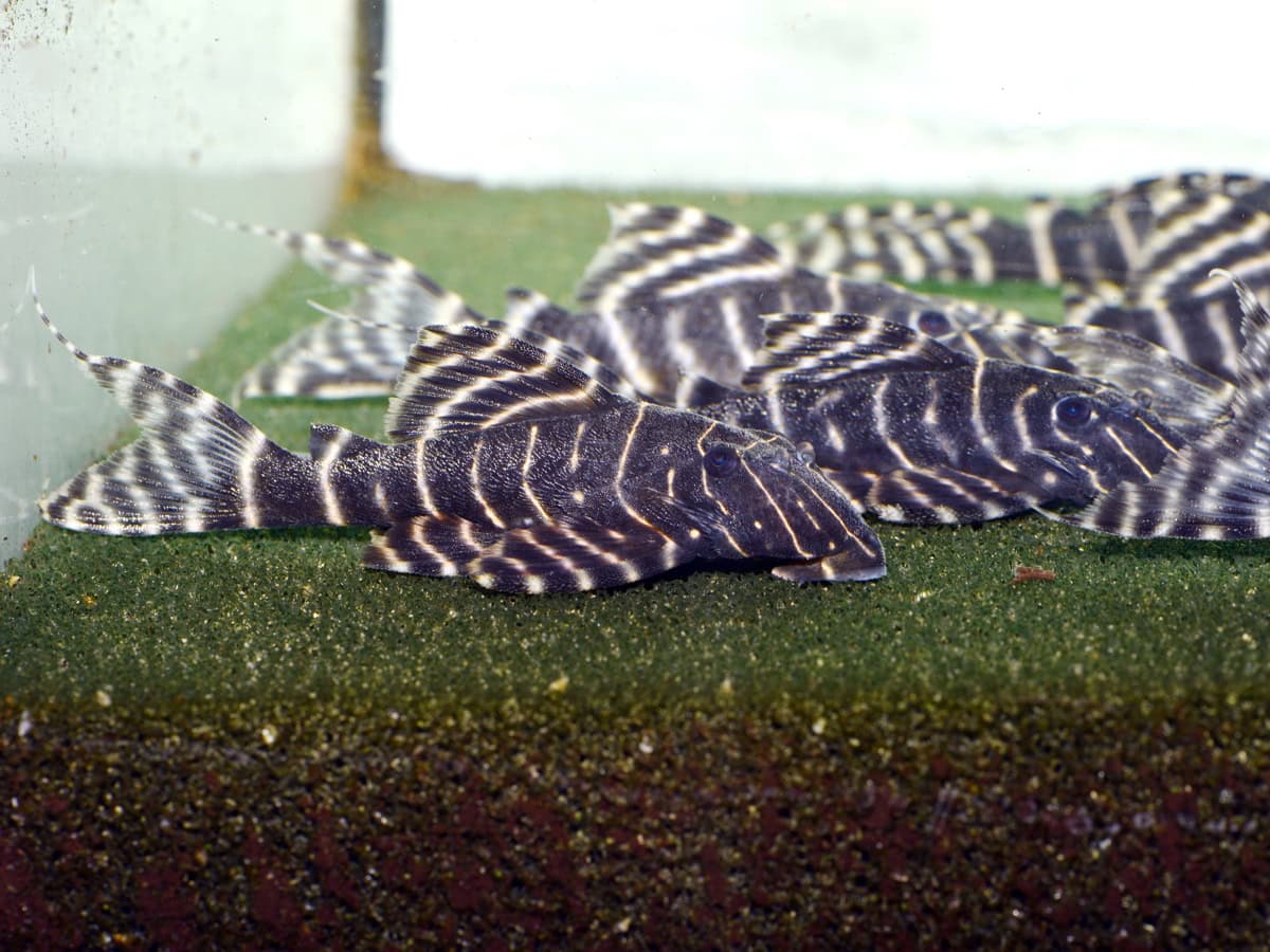 ZEL2045 1 Panaqolus albivermis - L 204 Peru-Zebrawels, WF-PER