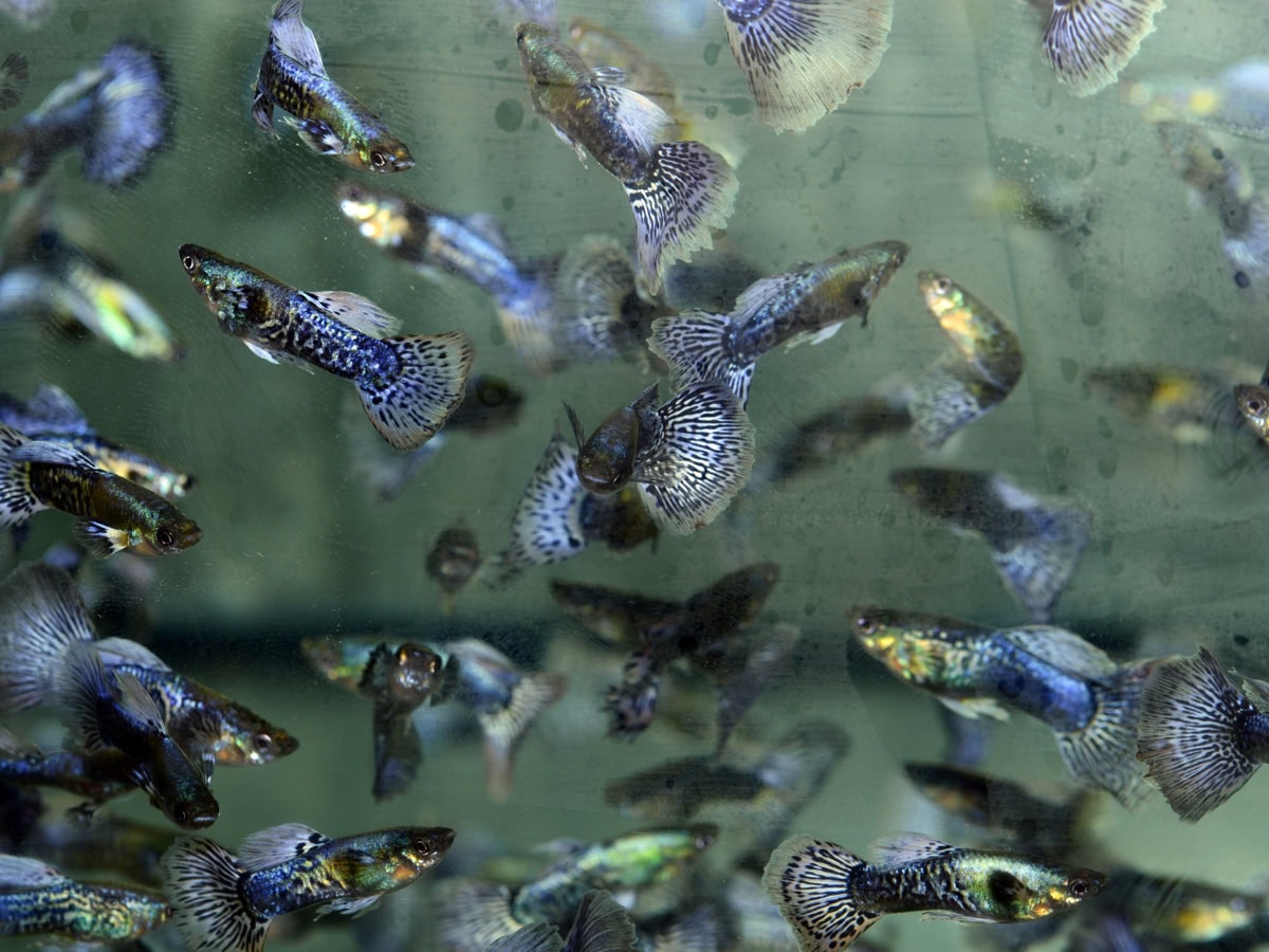 ZG2686 1 Poecilia reticulata "Blue-Metal-Dragon" – Guppy-Männchen Blue-Metal-Dragon (NZ)