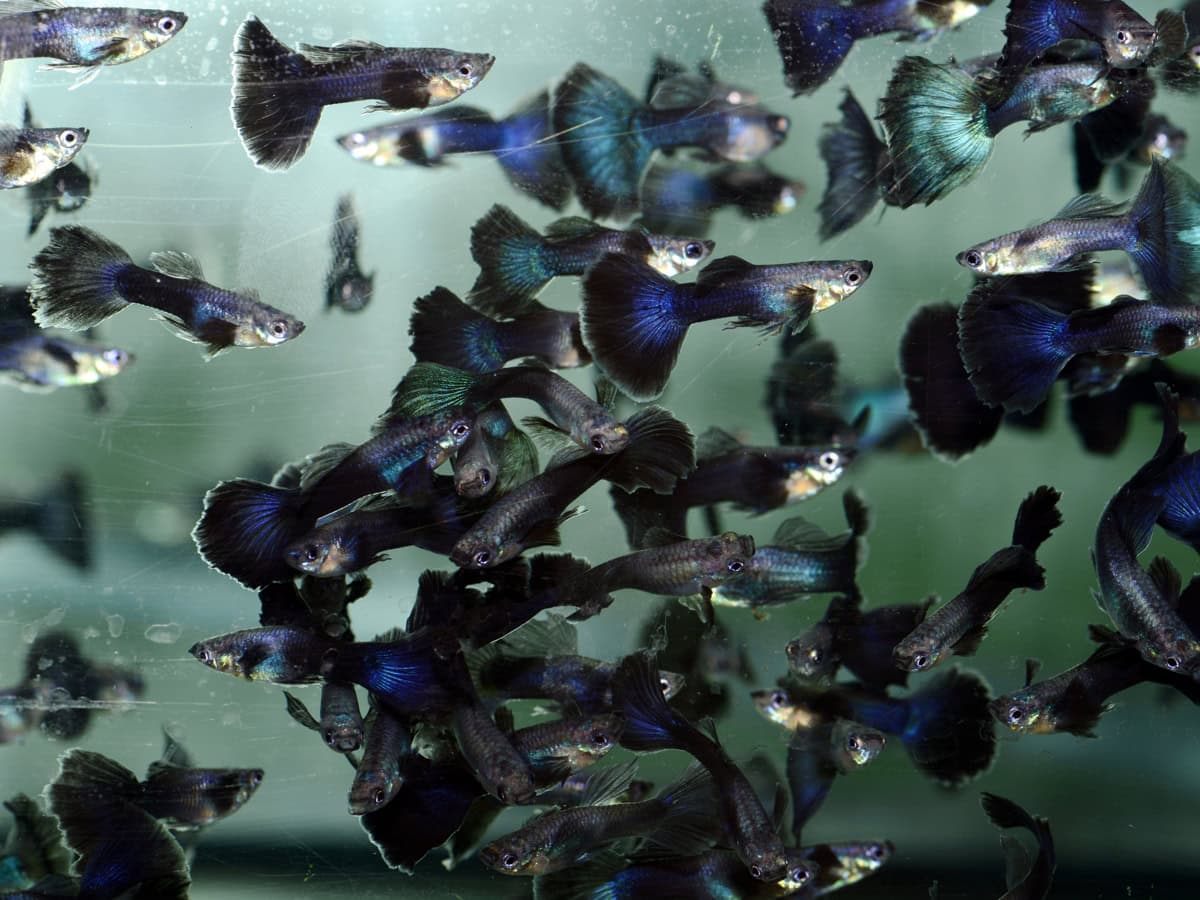 ZG2689 1 Poecilia reticulata "Dark-Night" - Guppy-Mann-Dark-Night, NZ-VNM