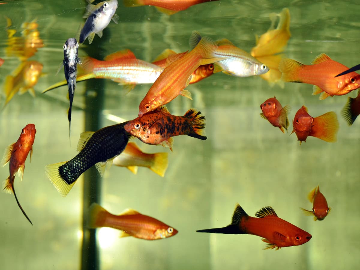 ZG5045 1 Xiphophorus hellerii "Mix" – Schwertträger-Mix (BIO)