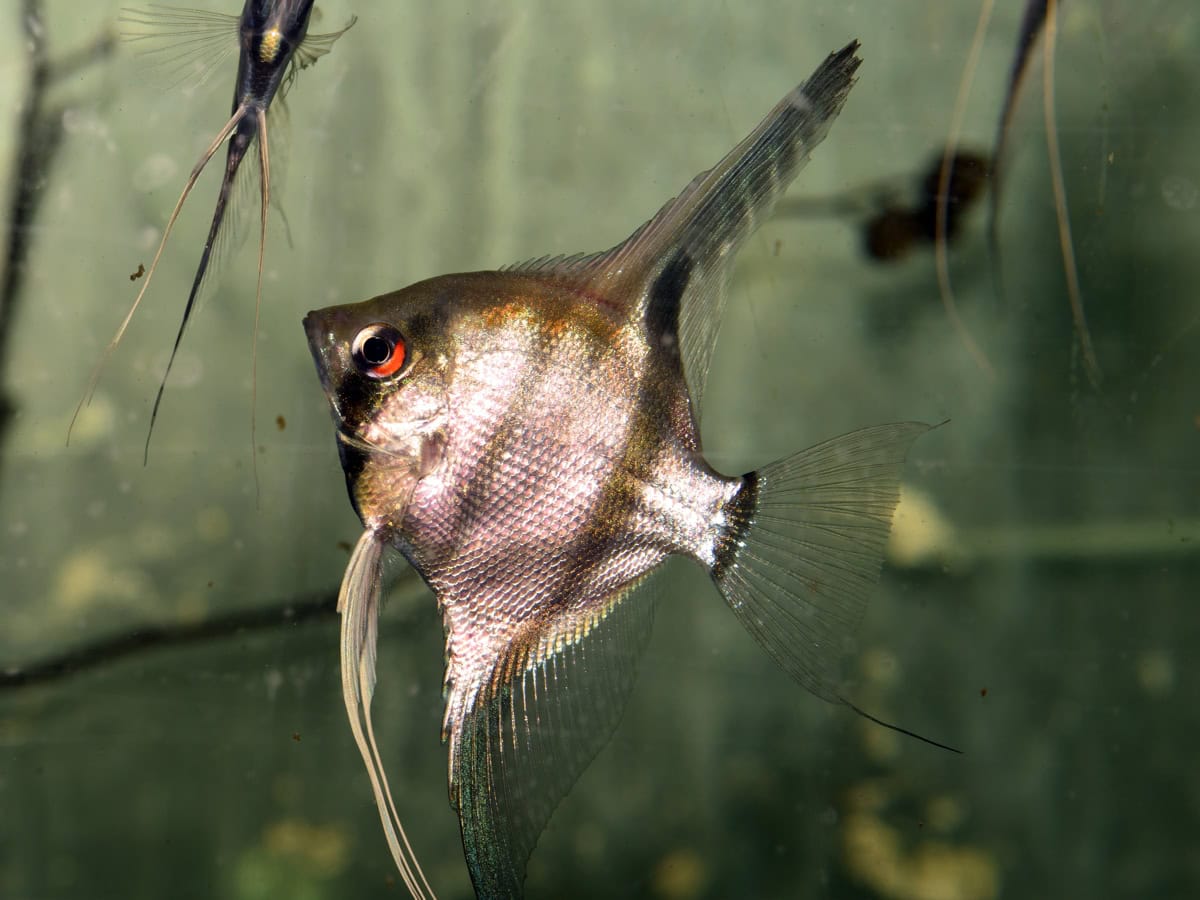 ZJ2233 1 Pterophyllum scalare "Red Spotted" – Skalar Red Spotted Guyana (DNZ)