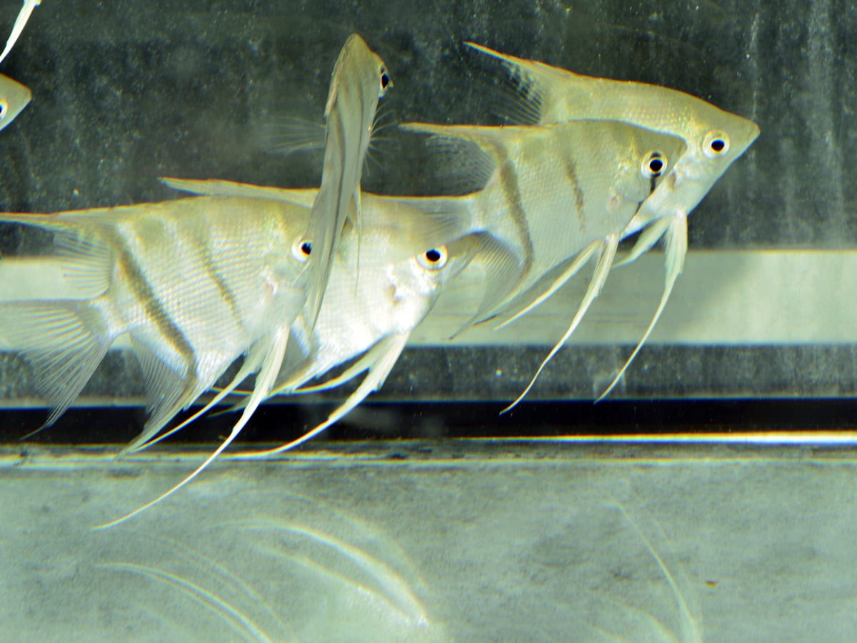 ZJ242 1 Pterophyllum leopoldi - König-Leopold-Skalar, WF-BRA