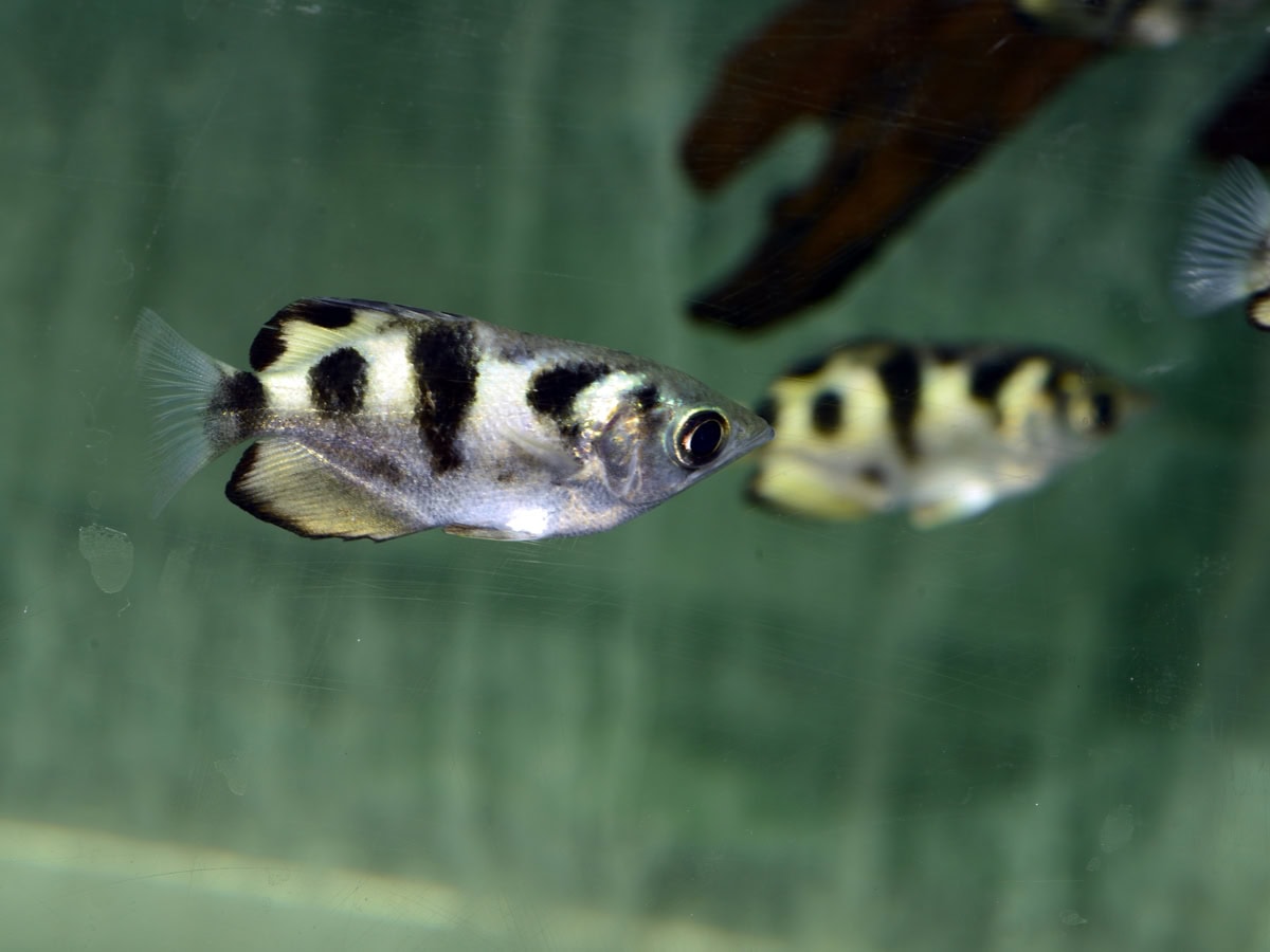 ZM074 1 Toxotes microlepis – Kleinschuppen-Schützenfisch (WF)