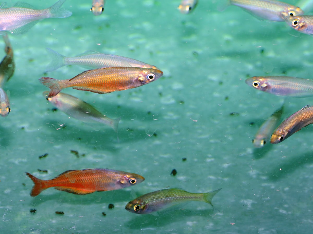 ZM297 1 Chilatherina bleheri - Blehers Regenbogenfisch, EUNZ