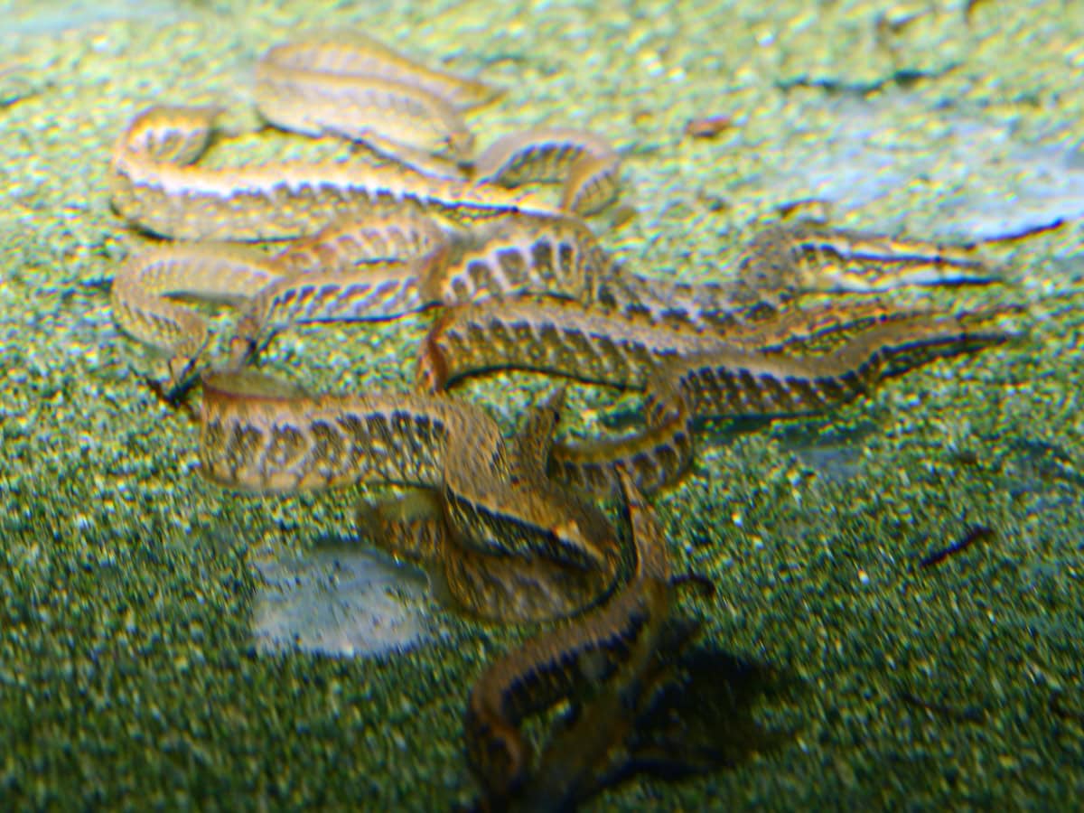 ZM41 1 Macrognathus circumcinctus - Gürtel-Stachelaal, WF