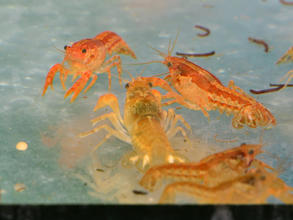 ZN227 1 Cambarellus patzcuarensis "Orange" – Orange Zwergkrebs (DNZ)