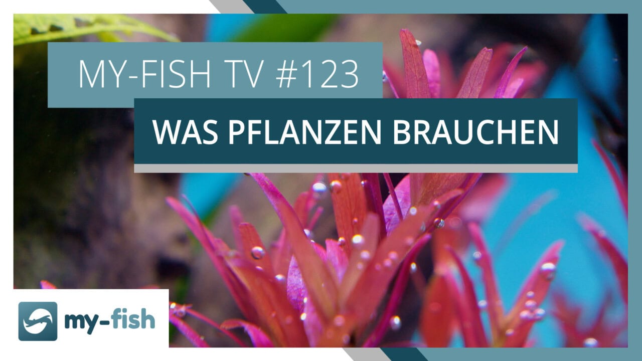 Grundlagen der Düngung im Aquarium - Was Pflanzen brauchen | my-fish TV #123