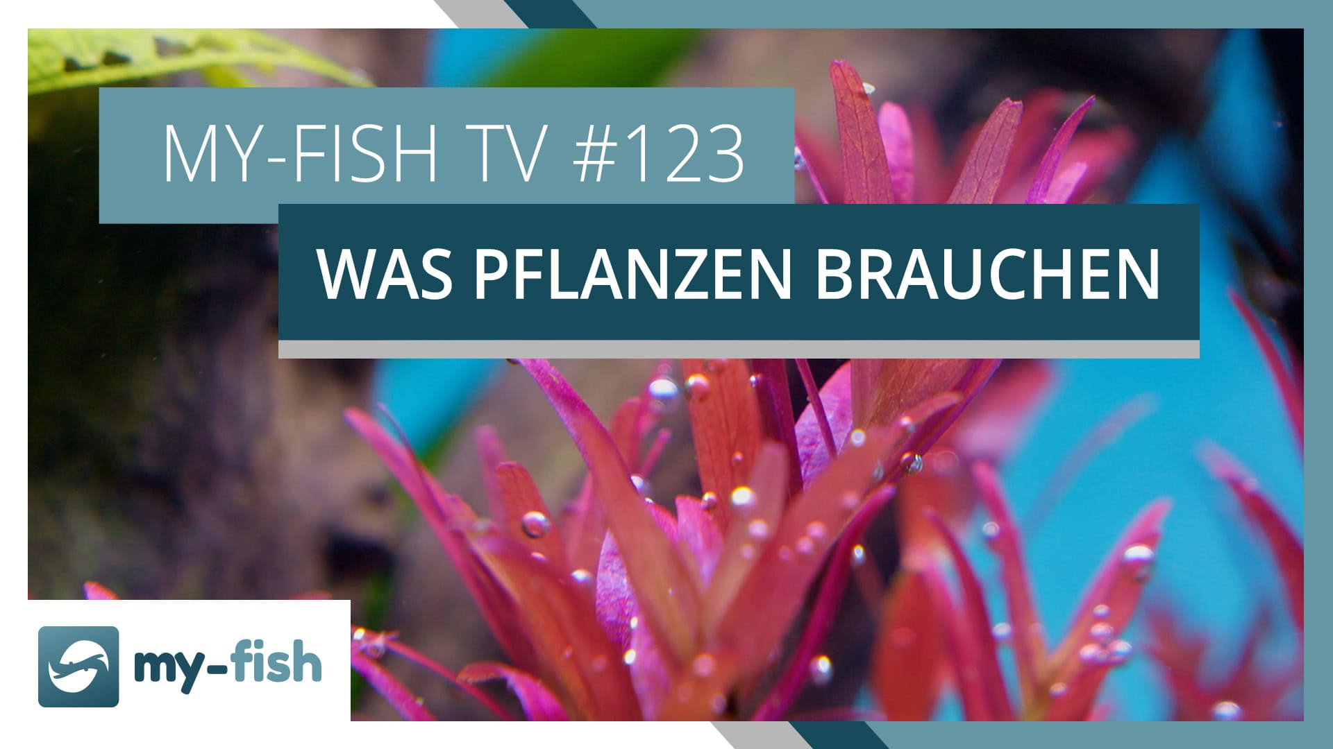 Grundlagen der Düngung im Aquarium - Was Pflanzen brauchen | my-fish TV #123