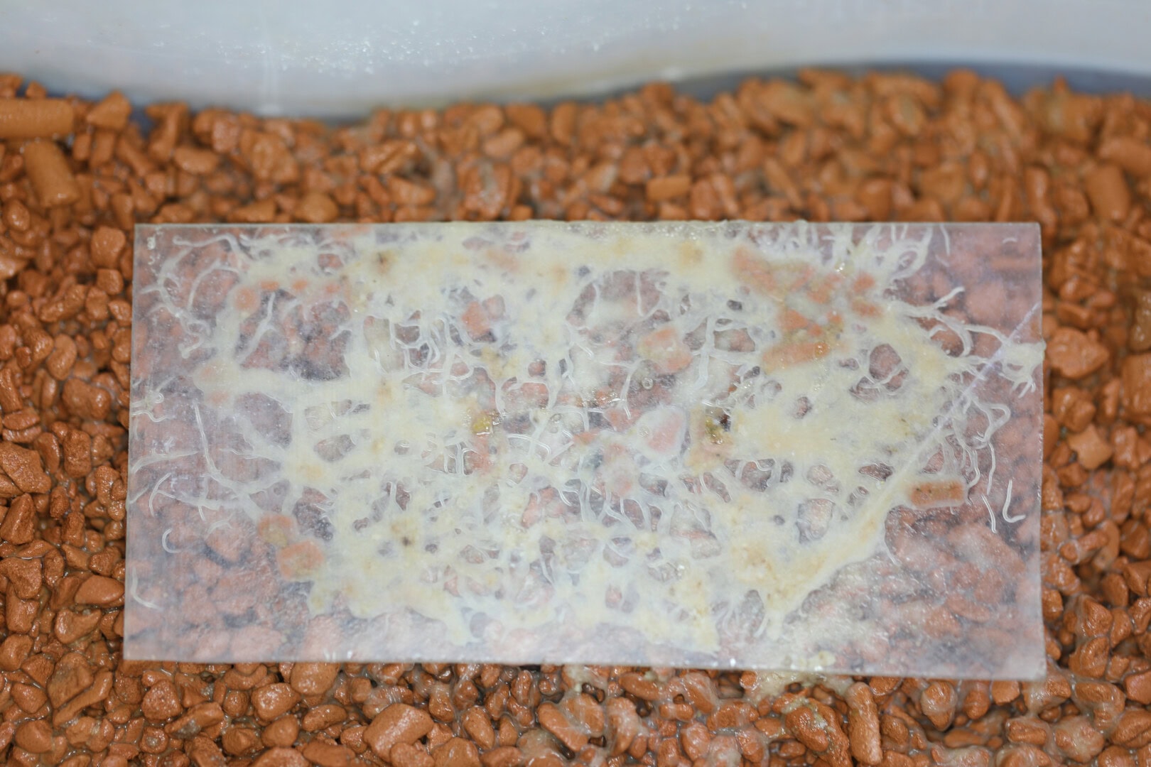 Grindalwürmchen sammeln sich unter einer Glasscheibe und sind dank dieser ebenfalls schnell verfügbar. Foto: Harro Hieronimus