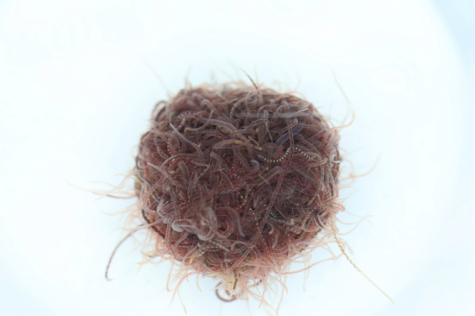 Tubifex ballen sich im Wasser gerne zu solchen Knäueln zusammen. Foto: Harro Hieronimus