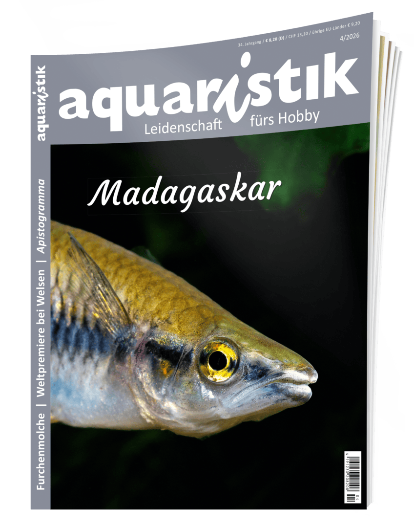 Aquaristik 2026/4