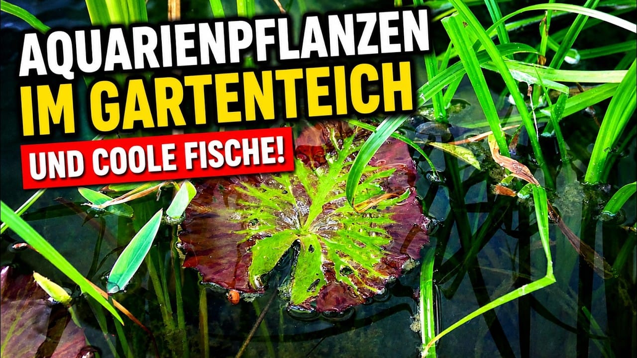 Tobis Aquaristikexzesse Video Tipp: Aquarienpflanzen im Teich – Makropoden, Zuchterfolg & Fischkeller-Kosten